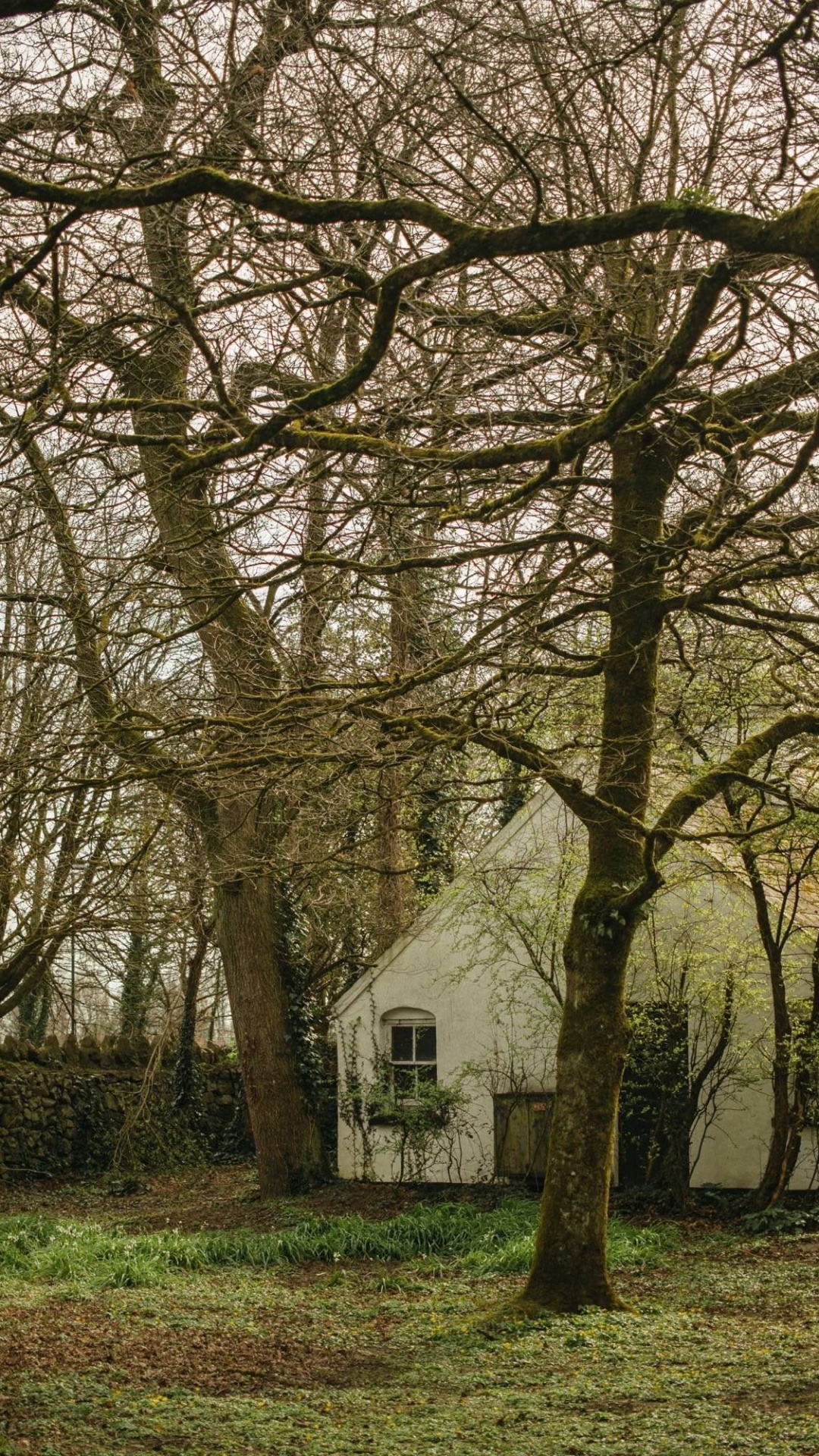 生物学, 自然景观, 树枝, 木, 植被 壁纸 1080x1920 允许