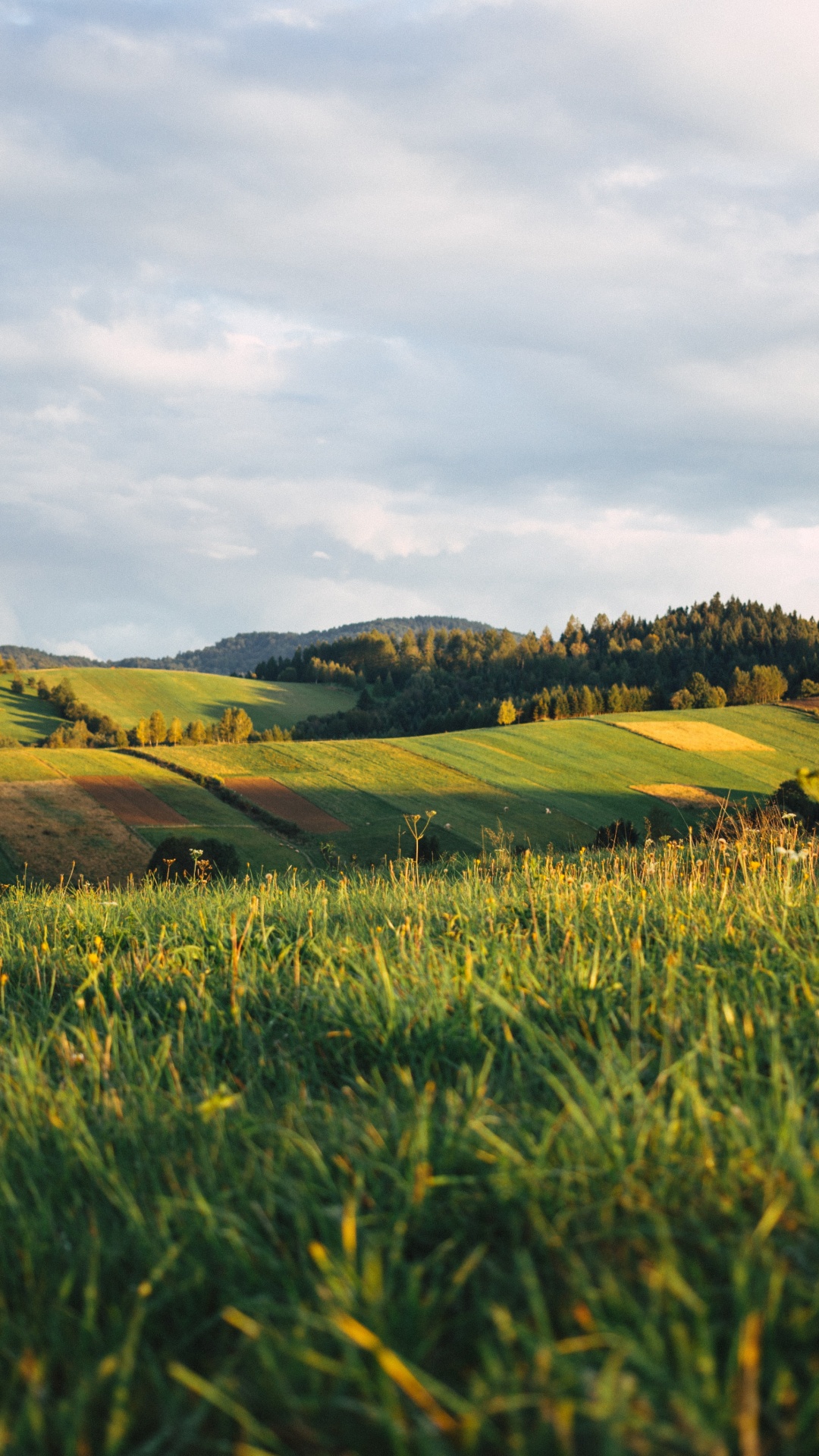 Bieszczady Mountains, Cloud, Flower, Plant, People in Nature. Wallpaper in 1080x1920 Resolution