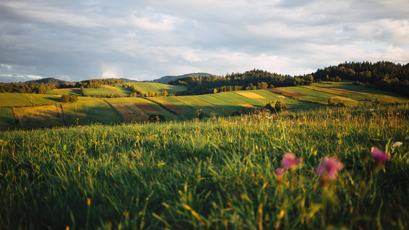 Bieszczady Mountains, Cloud, Flower, Plant, People in Nature. Wallpaper in 1366x768 Resolution