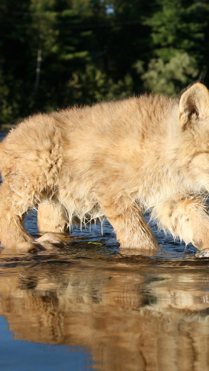 Gato Marrón y Negro Sobre el Agua Durante el Día. Wallpaper in 720x1280 Resolution