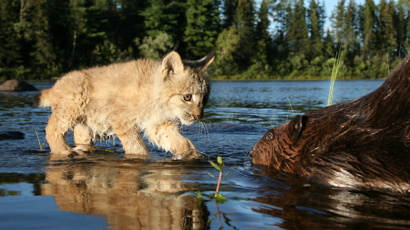Chat Brun et Noir Sur L'eau Pendant la Journée. Wallpaper in 1366x768 Resolution