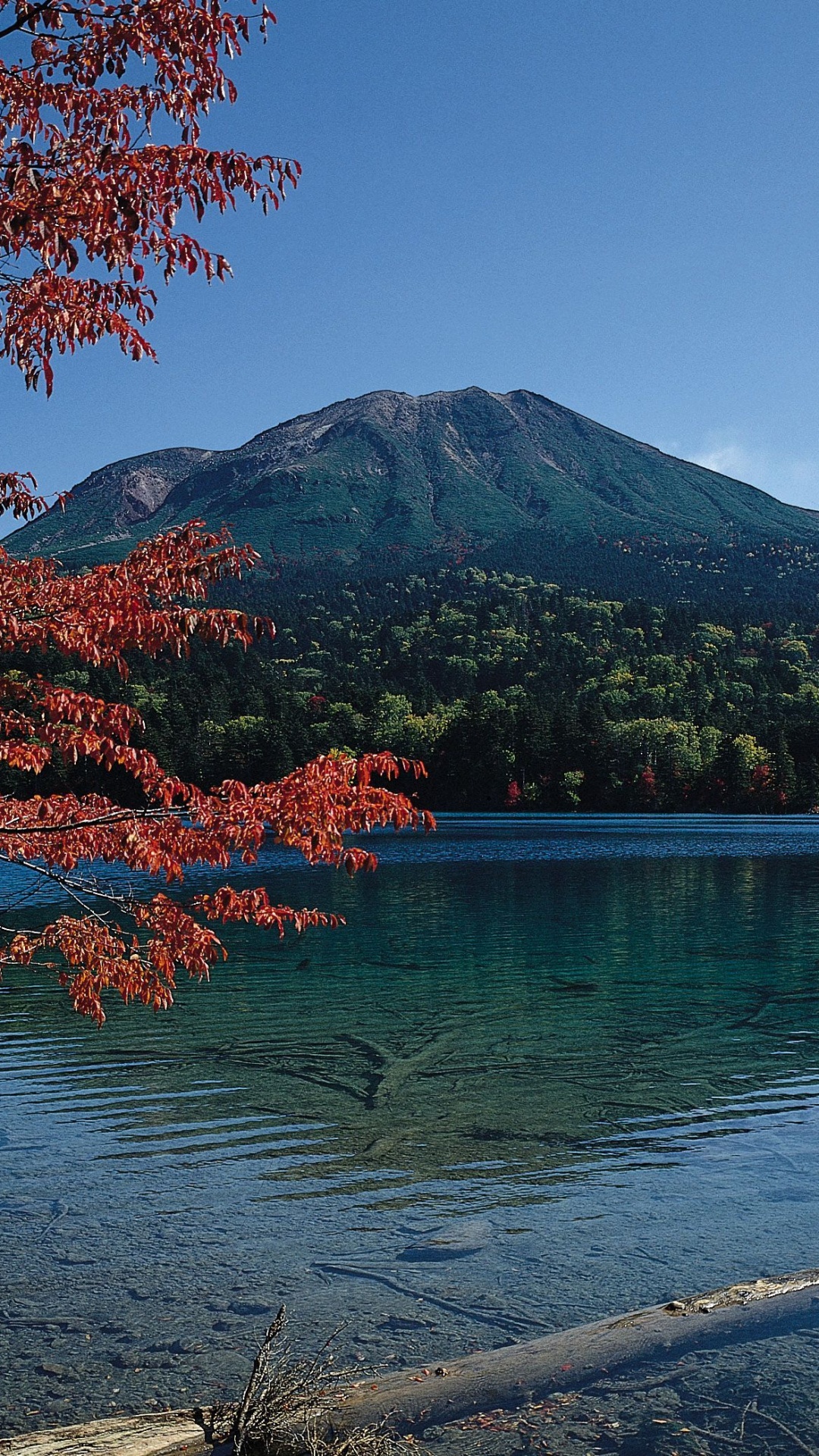 Red Leaf Tree Near Lake. Wallpaper in 1080x1920 Resolution