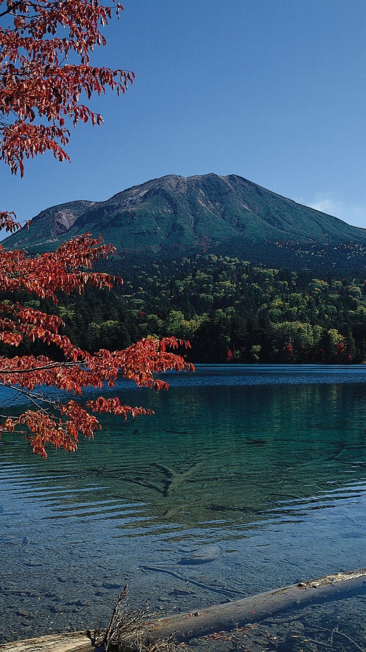 Red Leaf Tree Near Lake. Wallpaper in 720x1280 Resolution