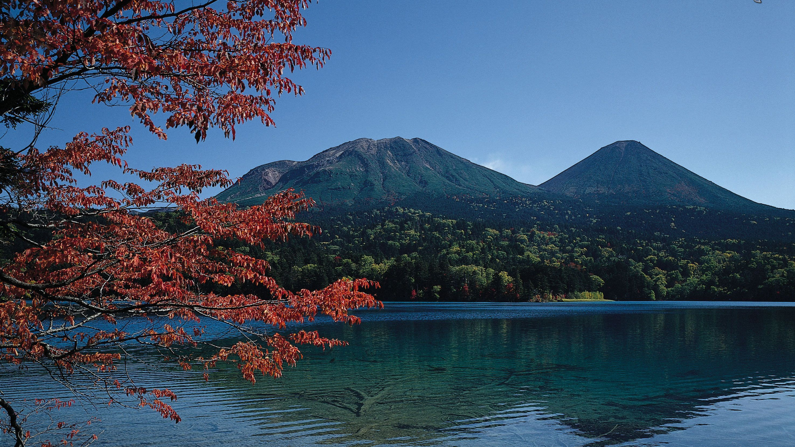 Roter Blattbaum in Der Nähe Von See. Wallpaper in 2560x1440 Resolution