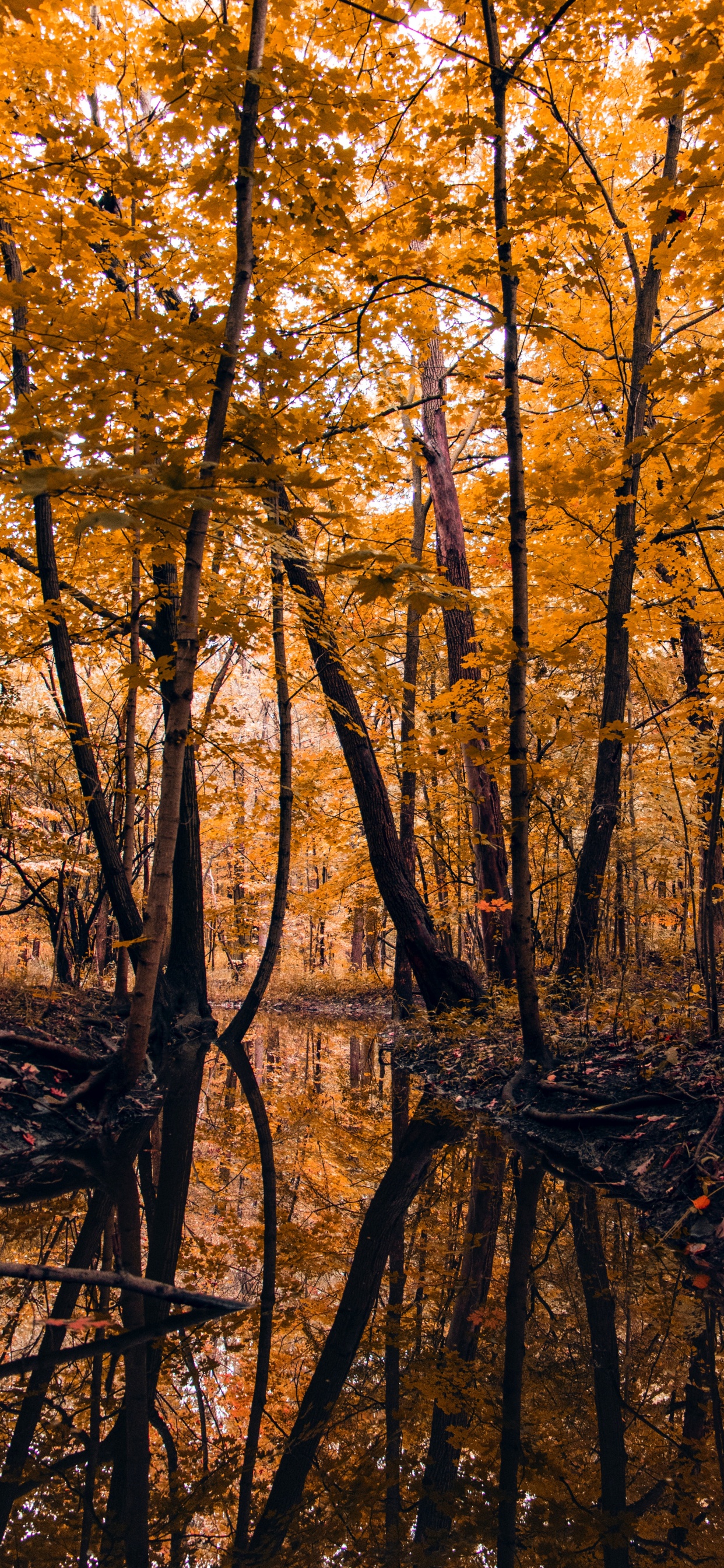 Nature, Feuille, le Nord de la Forêt de Feuillus, Paysage Naturel, Environnement Naturel. Wallpaper in 1242x2688 Resolution