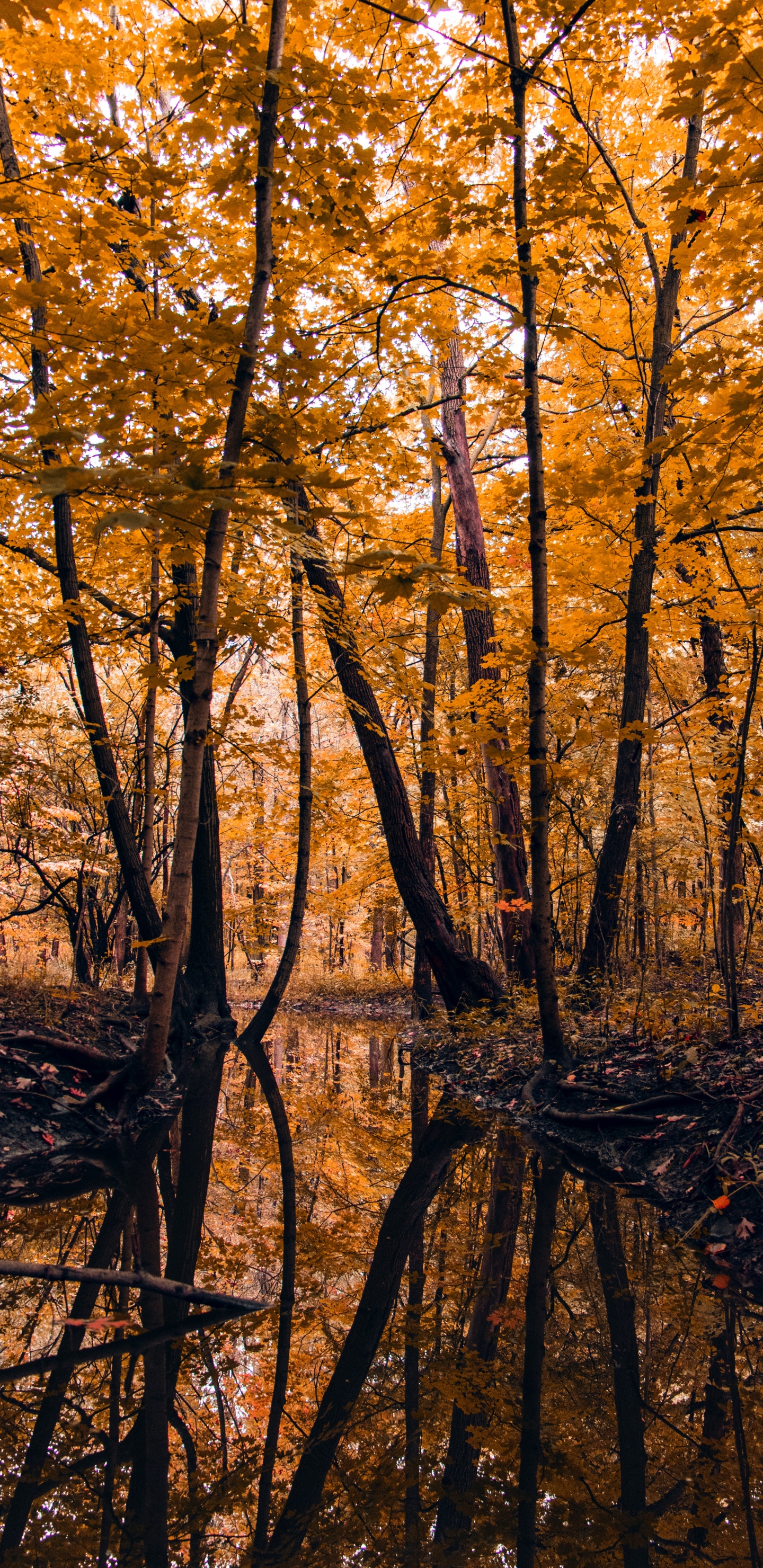 Nature, Feuille, le Nord de la Forêt de Feuillus, Paysage Naturel, Environnement Naturel. Wallpaper in 1440x2960 Resolution