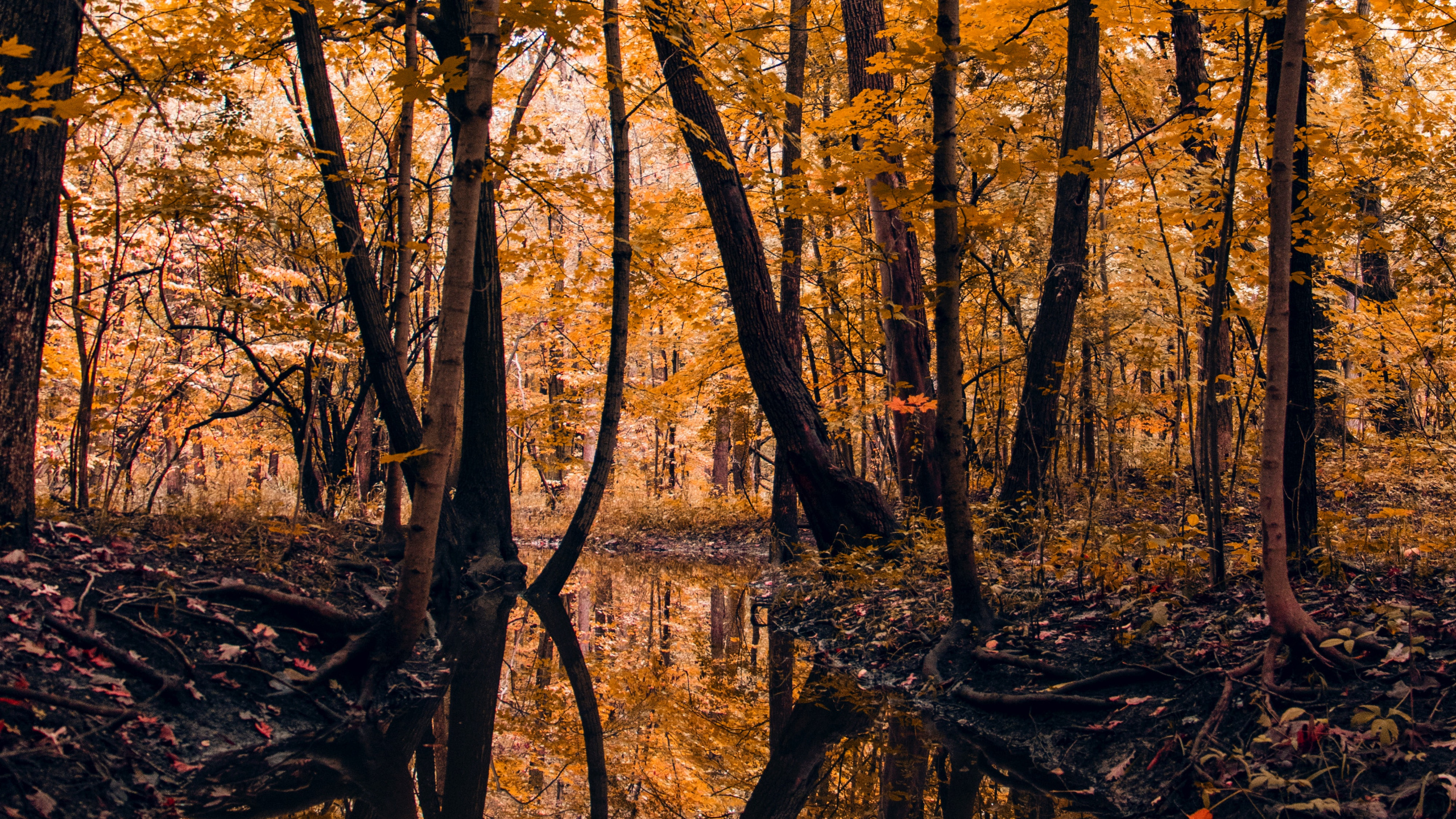 Nature, Feuille, le Nord de la Forêt de Feuillus, Paysage Naturel, Environnement Naturel. Wallpaper in 2560x1440 Resolution