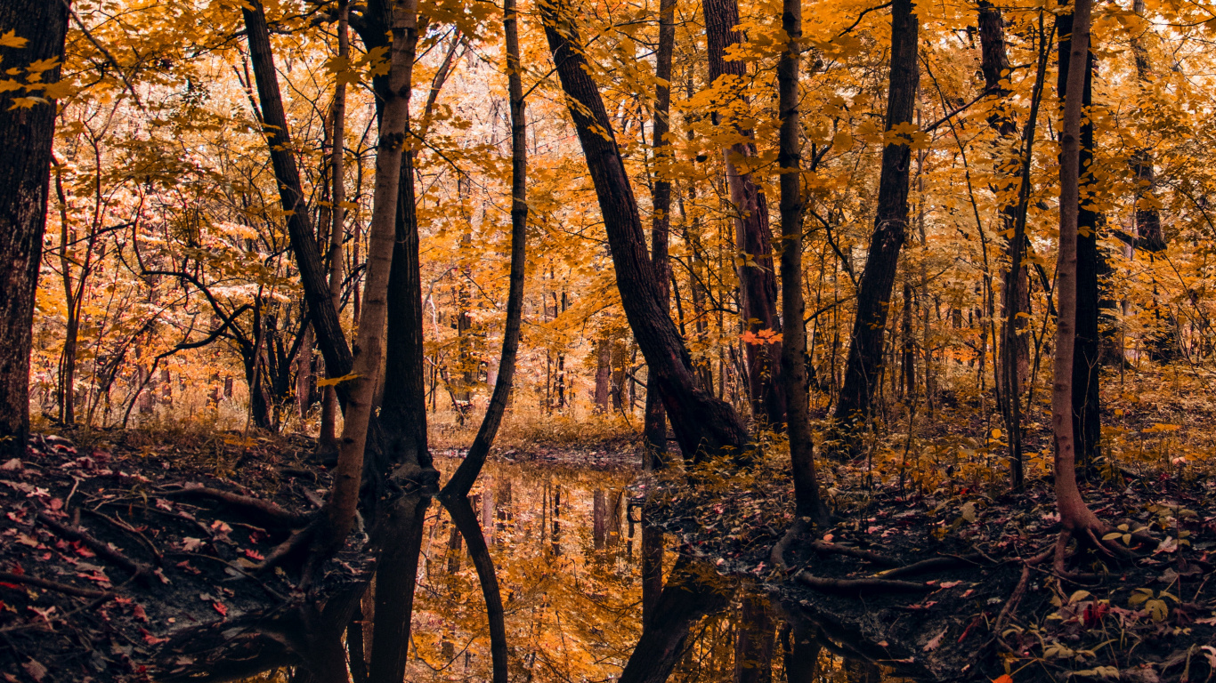 Tree, Nature, Leaf, Northern Hardwood Forest, Natural Landscape. Wallpaper in 1366x768 Resolution