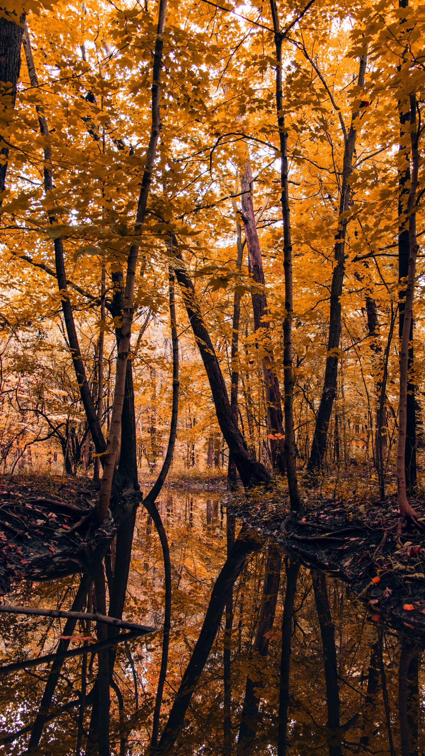 Tree, Nature, Leaf, Northern Hardwood Forest, Natural Landscape. Wallpaper in 1440x2560 Resolution