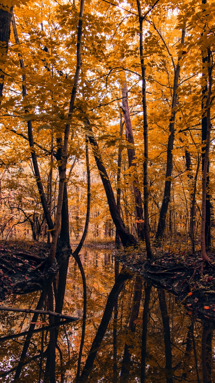 Tree, Nature, Leaf, Northern Hardwood Forest, Natural Landscape. Wallpaper in 720x1280 Resolution