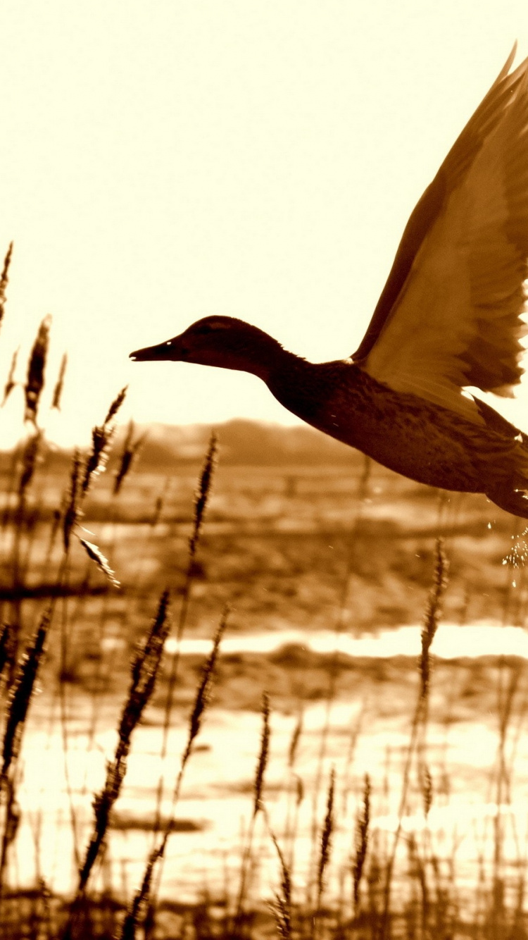 Black Duck Flying Over The Water During Daytime. Wallpaper in 750x1334 Resolution