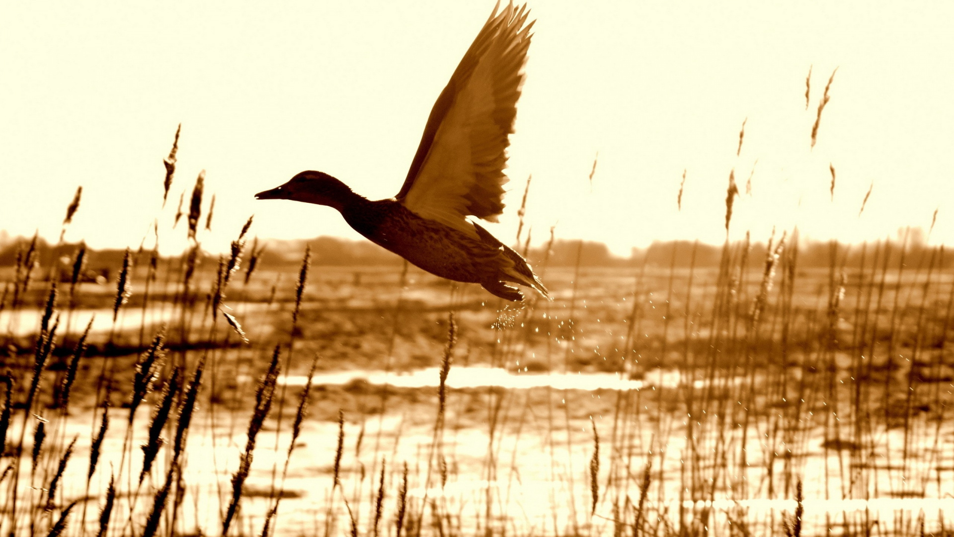 Canard Noir Survolant L'eau Pendant la Journée. Wallpaper in 1920x1080 Resolution