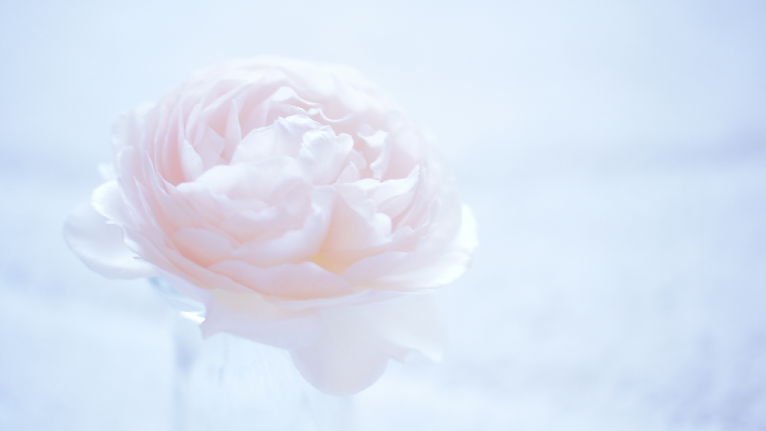 Rose Rose en Photographie Rapprochée. Wallpaper in 2560x1440 Resolution