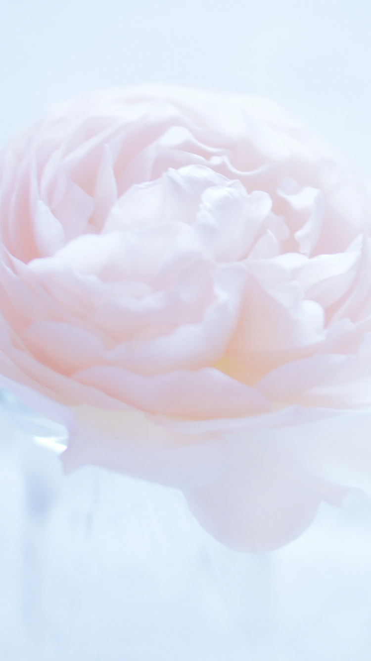 Rose Rose en Photographie Rapprochée. Wallpaper in 750x1334 Resolution