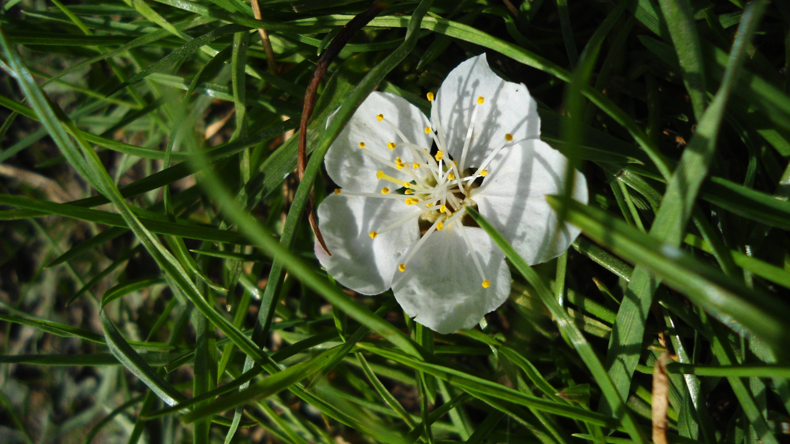 White Flower on Green Grass. Wallpaper in 2560x1440 Resolution