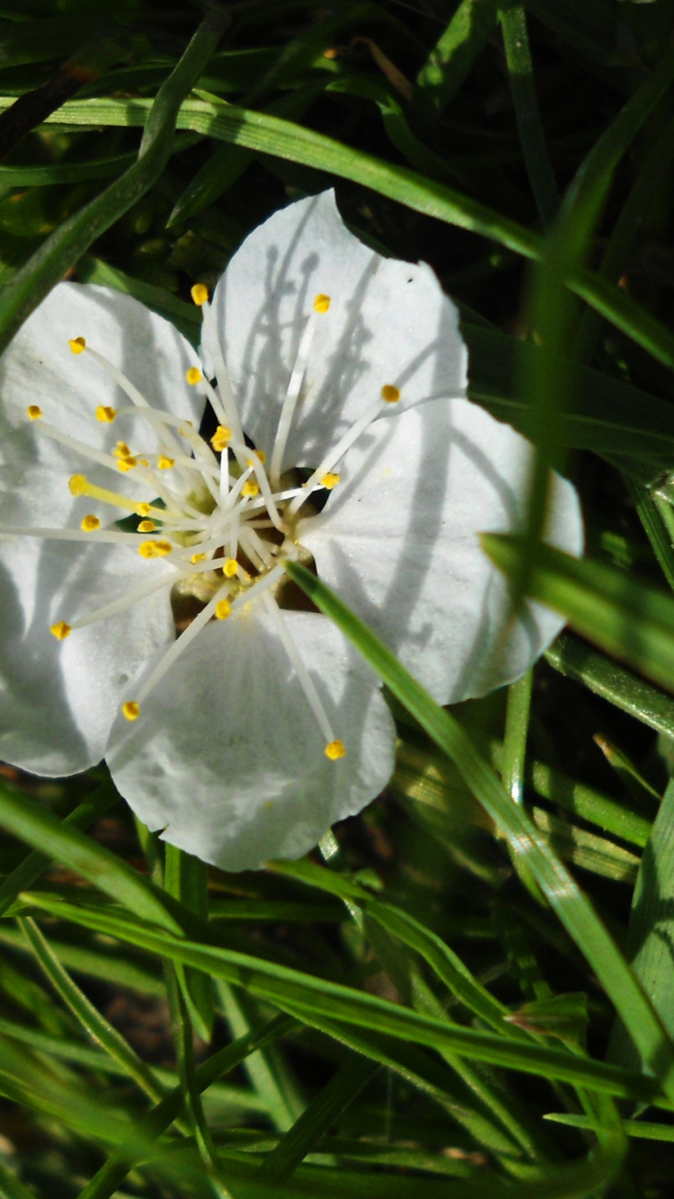 Flor Blanca Sobre Pasto Verde. Wallpaper in 750x1334 Resolution