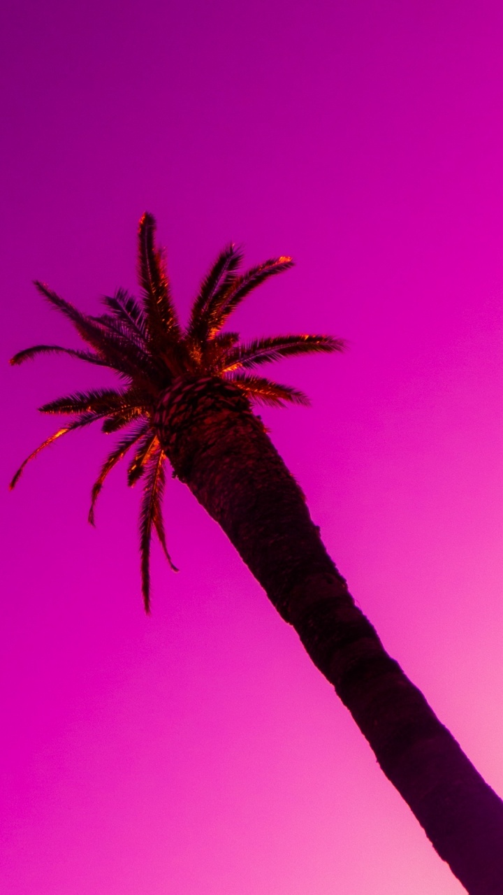 Braune Palme Unter Rosa Himmel. Wallpaper in 720x1280 Resolution