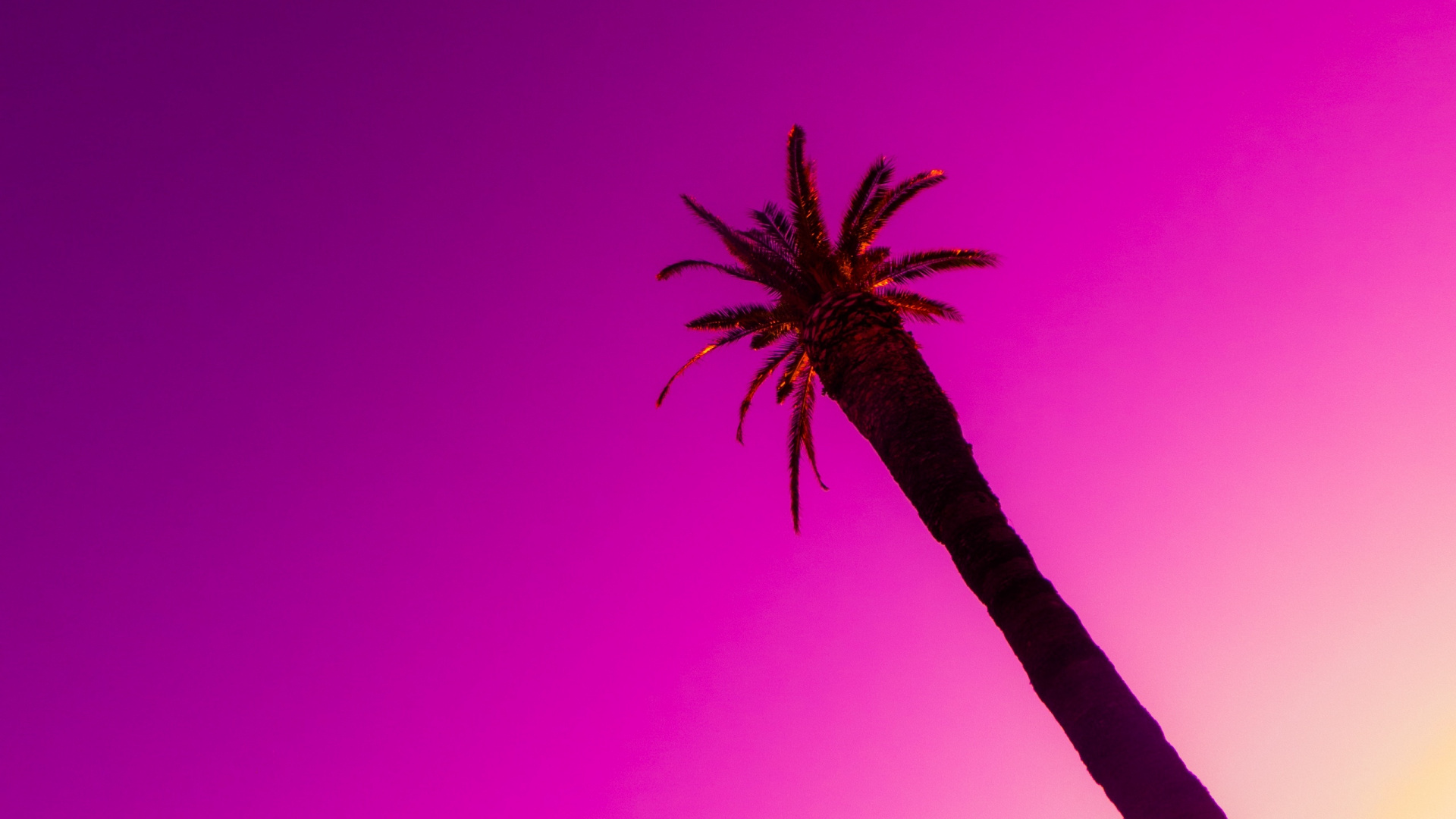Brown Palm Tree Under Pink Sky. Wallpaper in 1920x1080 Resolution