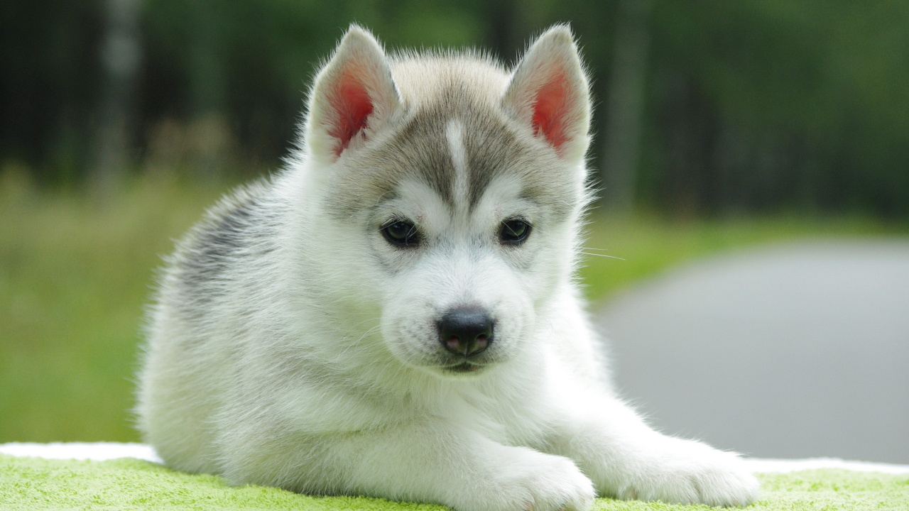 White and Black Siberian Husky Puppy on Green Grass During Daytime. Wallpaper in 1280x720 Resolution