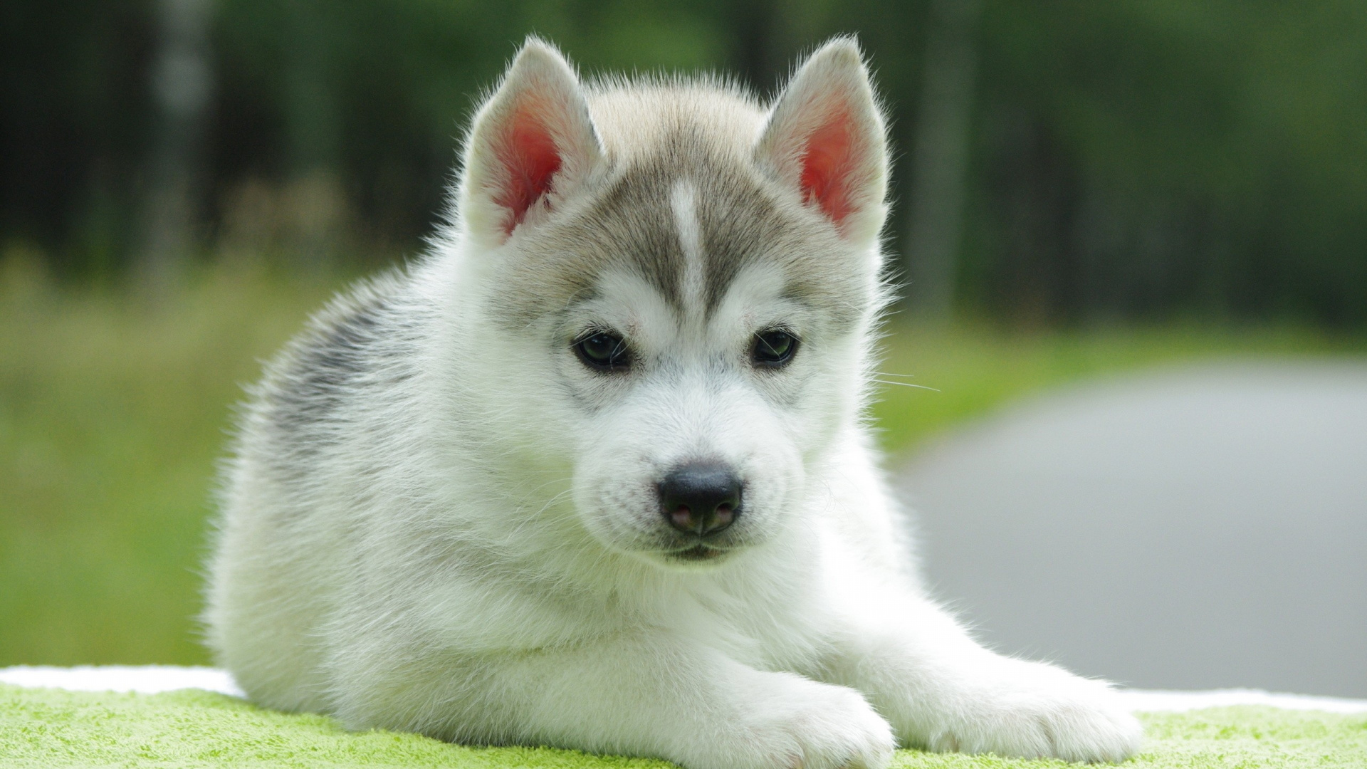 White and Black Siberian Husky Puppy on Green Grass During Daytime. Wallpaper in 1920x1080 Resolution