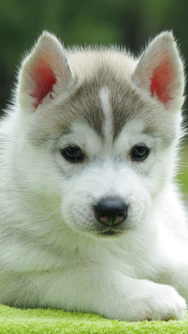 Cachorro de Husky Siberiano Blanco y Negro Sobre la Hierba Verde Durante el Día. Wallpaper in 750x1334 Resolution