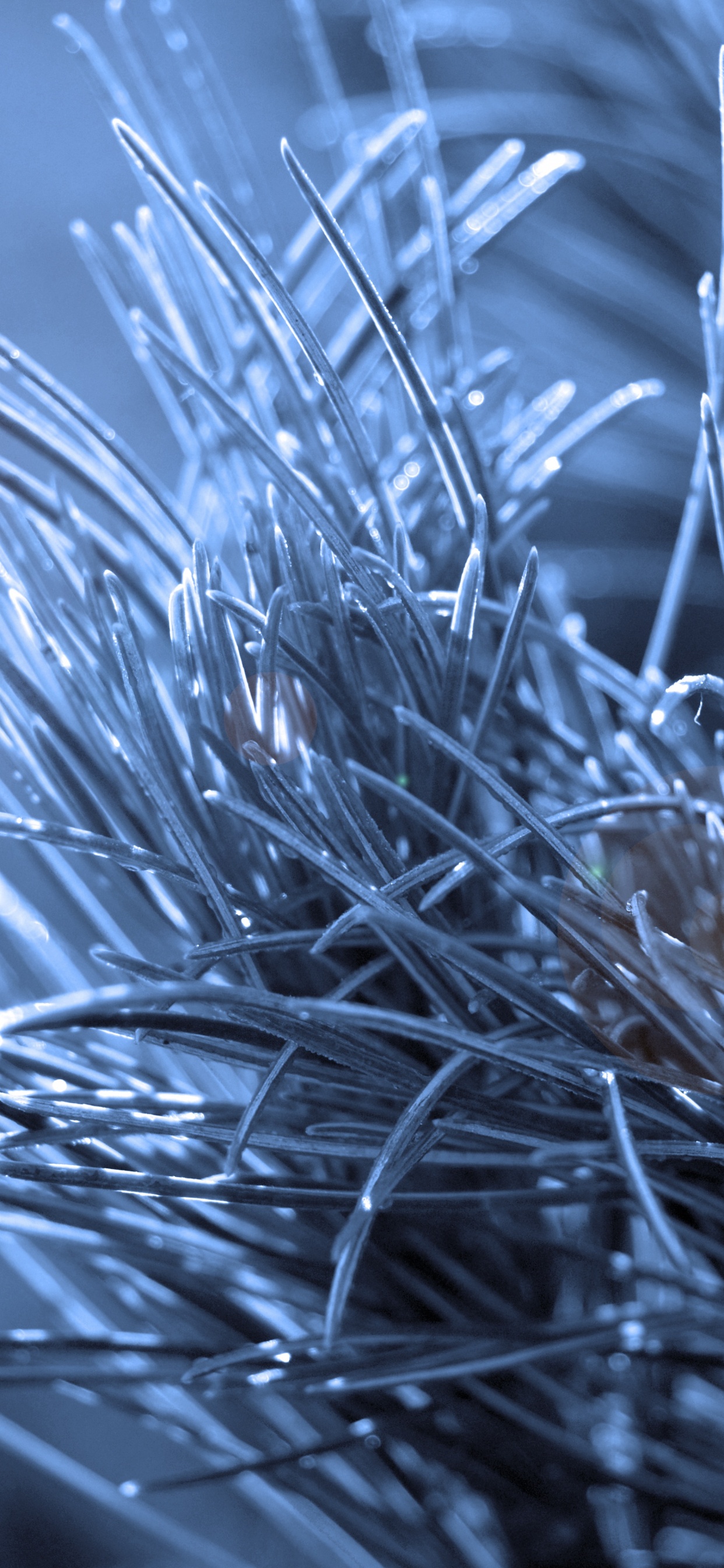 Close Up, Twig, Branch, Blue, Light. Wallpaper in 1242x2688 Resolution