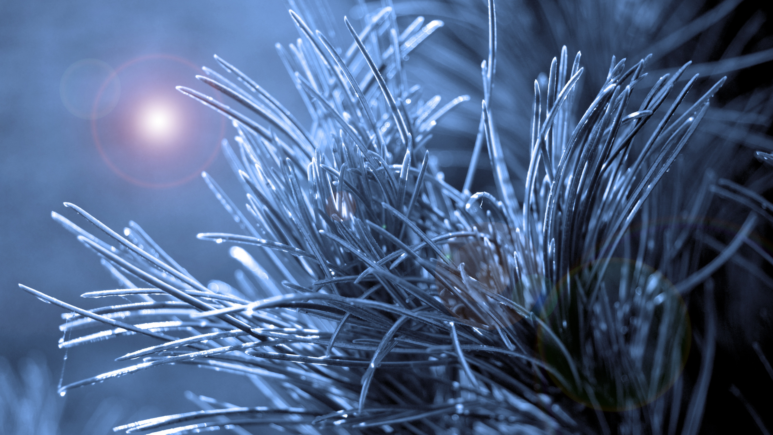 de Cerca, Ramita, Sucursal, Azul, Luz. Wallpaper in 2560x1440 Resolution