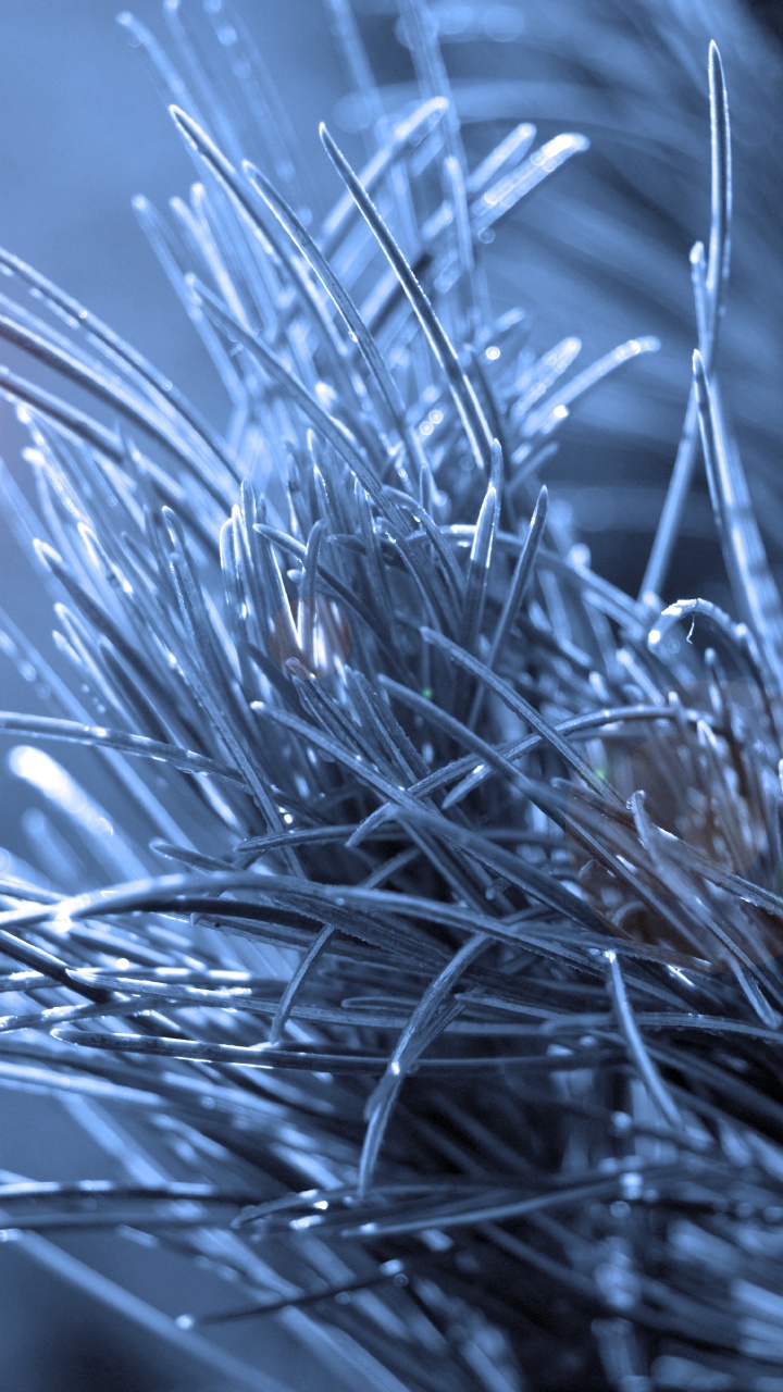 Close Up, Zweig, Branch, Blau, Licht. Wallpaper in 720x1280 Resolution