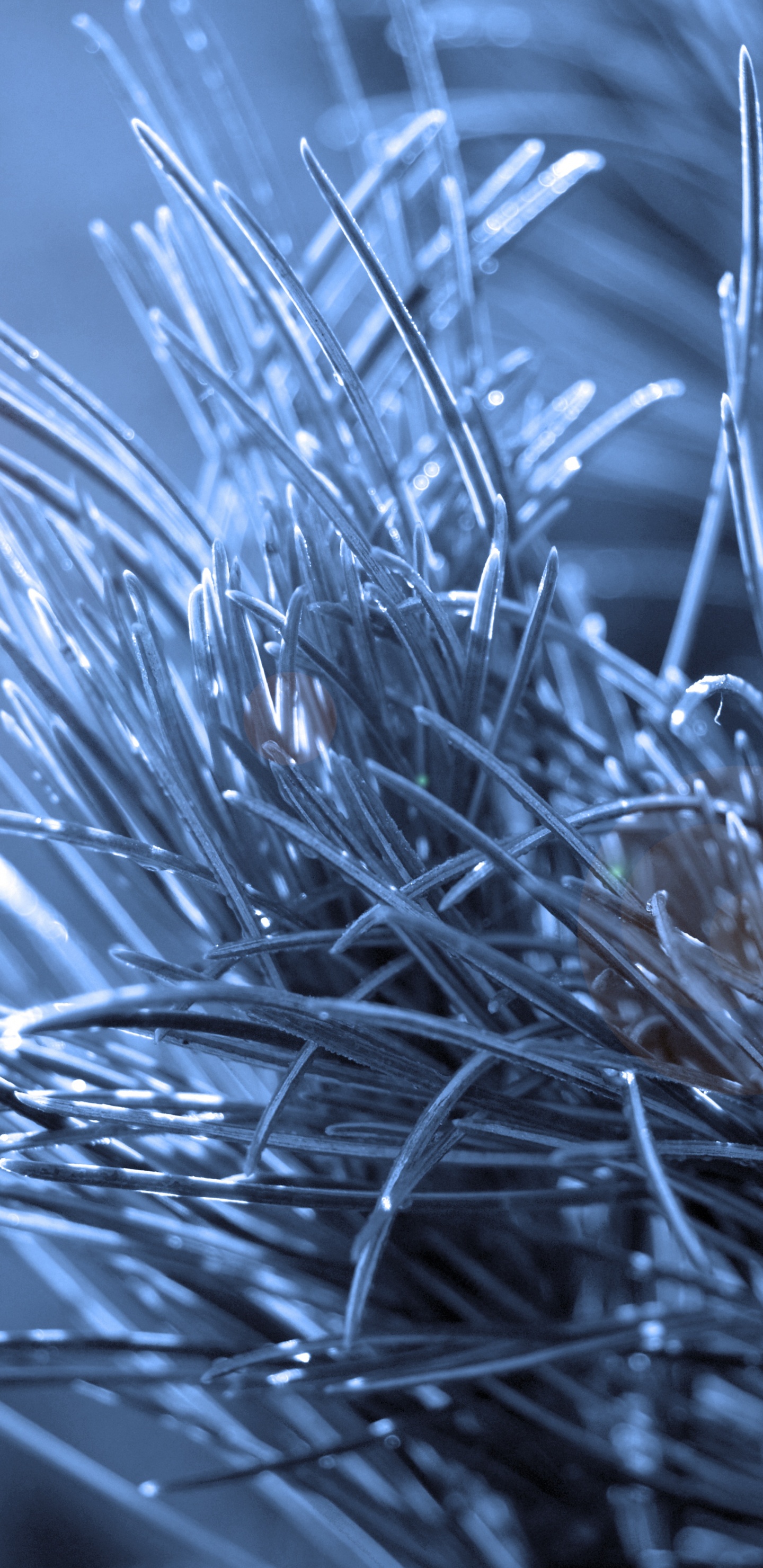 Fermer, Rameau, Blue, Lumière, Eau. Wallpaper in 1440x2960 Resolution