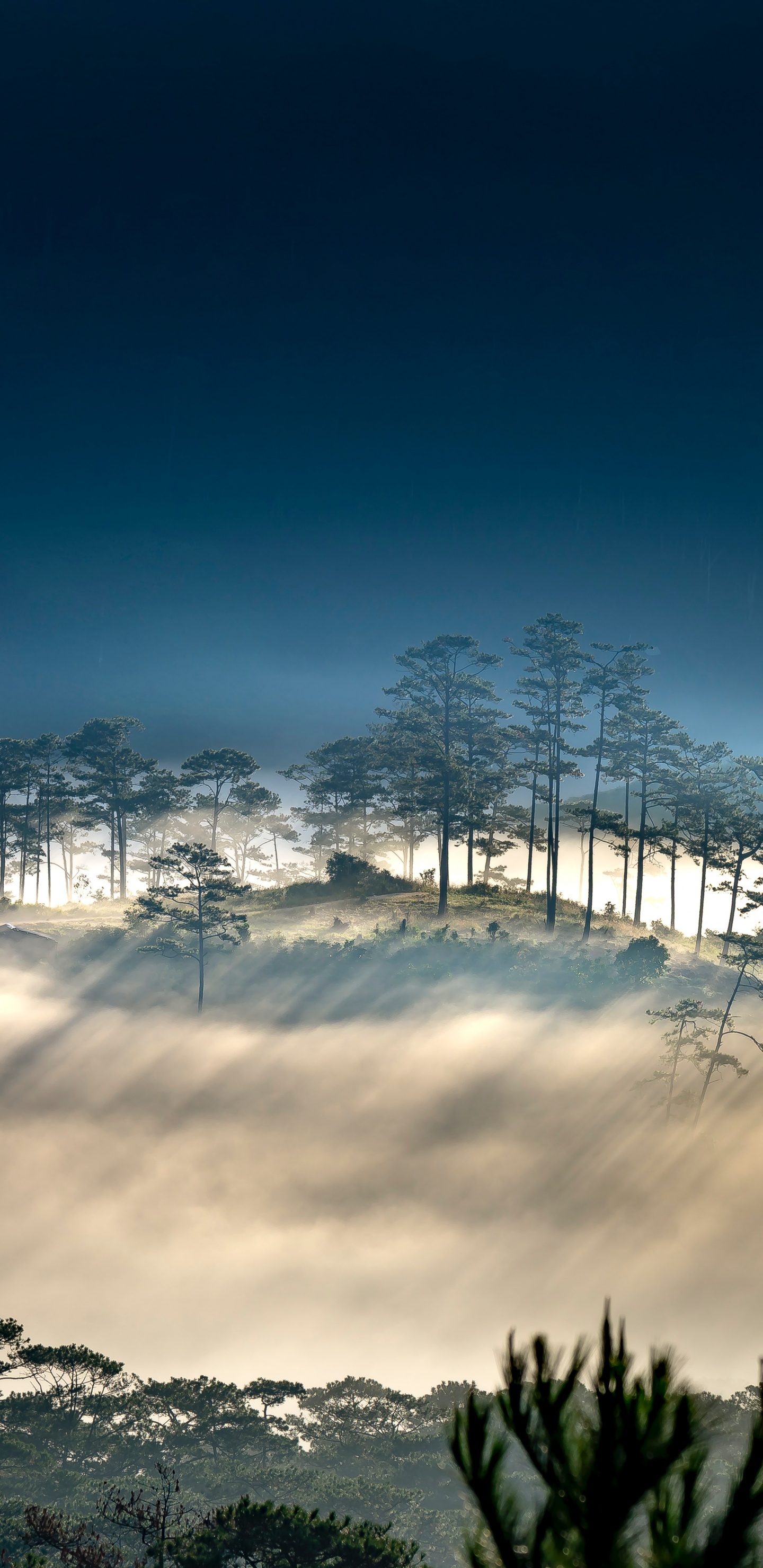 Ambiente, Paisaje Natural, Sucursal, Atardecer, Bruma. Wallpaper in 1440x2960 Resolution