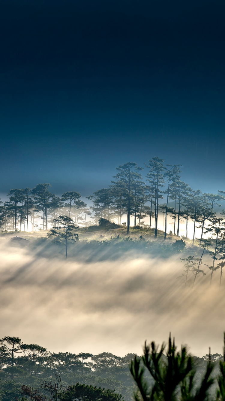 Ambiente, Paisaje Natural, Sucursal, Atardecer, Bruma. Wallpaper in 750x1334 Resolution