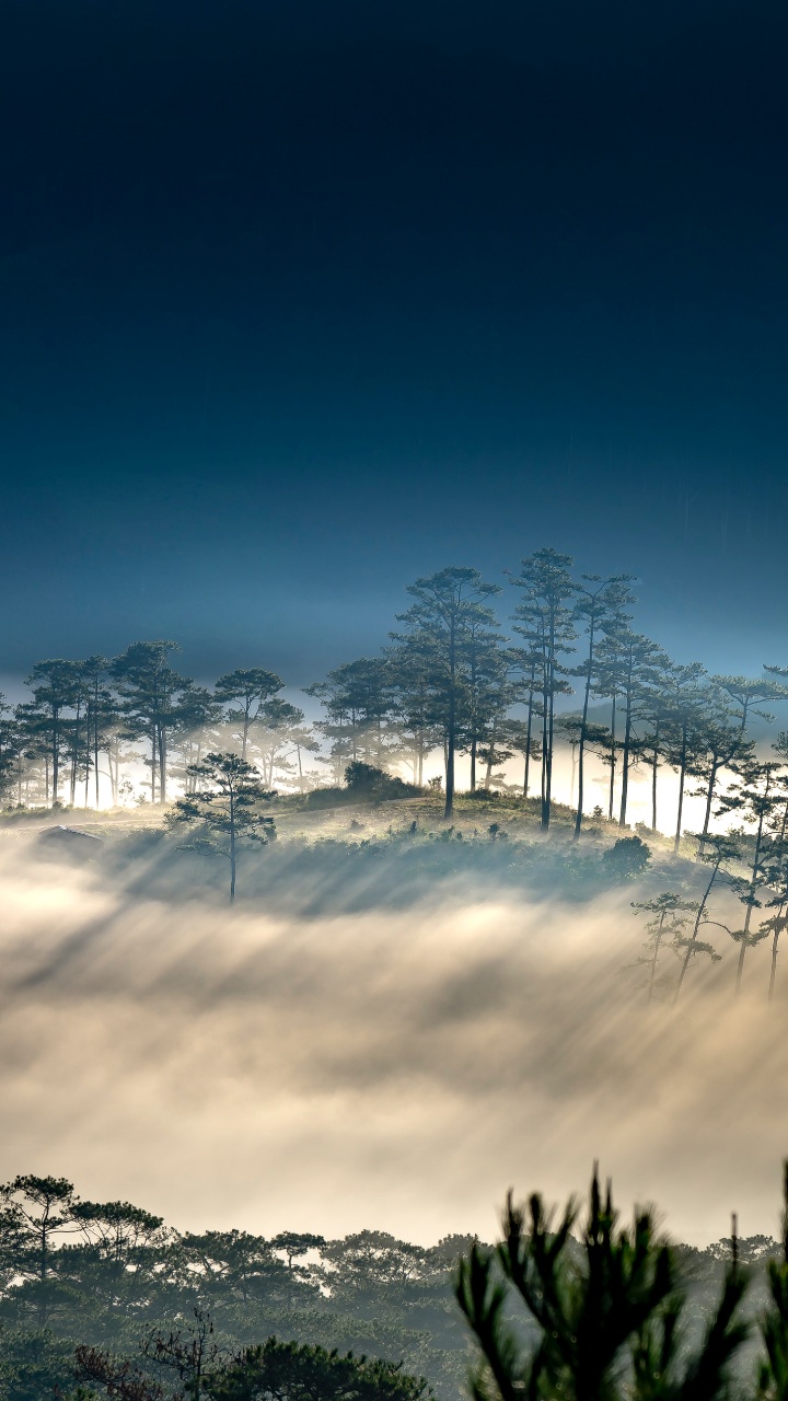 Cloud, Atmosphere, Plant, Natural Landscape, Branch. Wallpaper in 720x1280 Resolution
