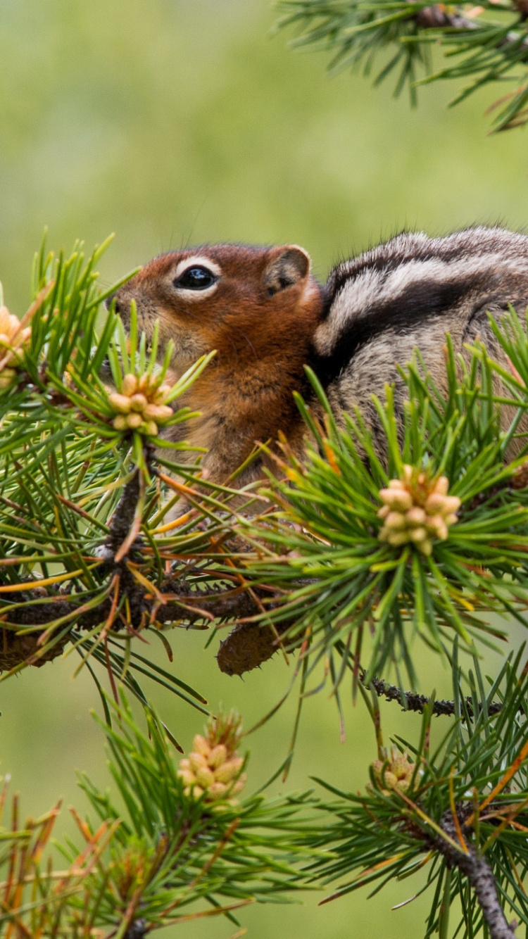 Braunes Eichhörnchen Auf Grünem Baum Tagsüber. Wallpaper in 750x1334 Resolution