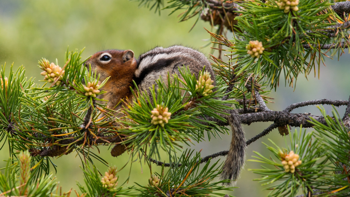 Brown Squirrel on Green Tree During Daytime. Wallpaper in 1366x768 Resolution