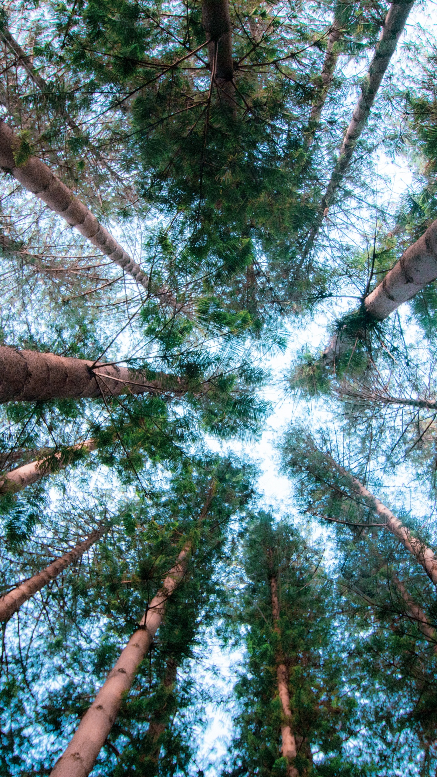 Affiche, Grand Arbre, Feuille, Environnement Naturel, Biome. Wallpaper in 1440x2560 Resolution