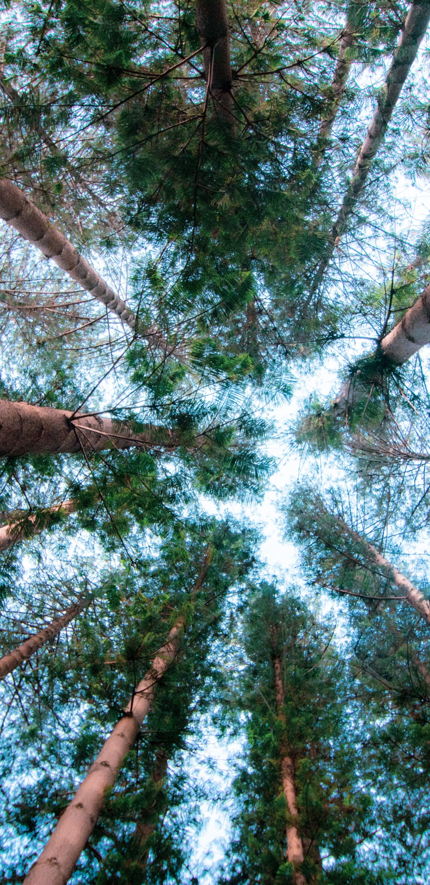 Affiche, Grand Arbre, Feuille, Environnement Naturel, Biome. Wallpaper in 1440x2960 Resolution