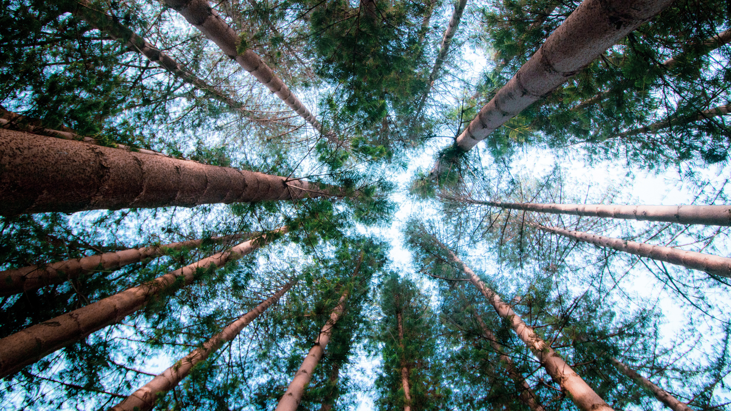 Affiche, Grand Arbre, Feuille, Environnement Naturel, Biome. Wallpaper in 2560x1440 Resolution