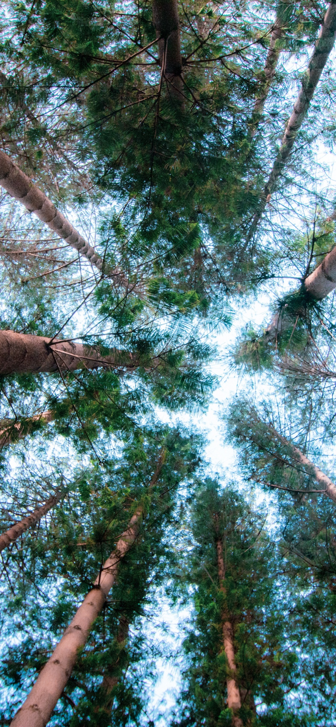 Poster, Großer Baum, Blatt, Natürlichen Umgebung, Branch. Wallpaper in 1125x2436 Resolution