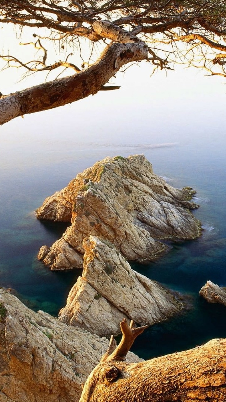 Brown Tree Branch on Gray Rock Formation Near Body of Water During Daytime. Wallpaper in 720x1280 Resolution