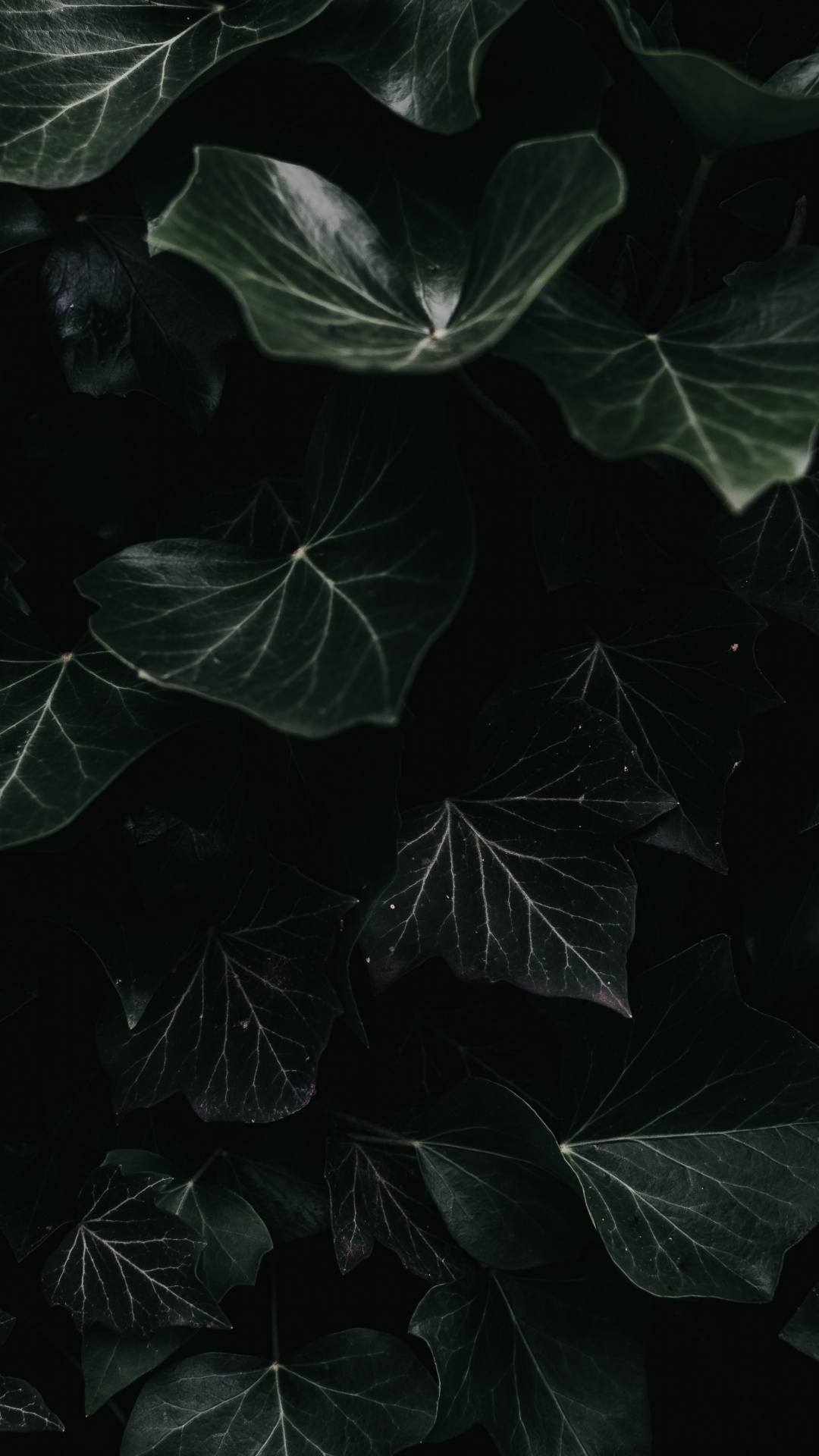 Negro, Agua, Monocromo, Naturaleza, Planta. Wallpaper in 1080x1920 Resolution