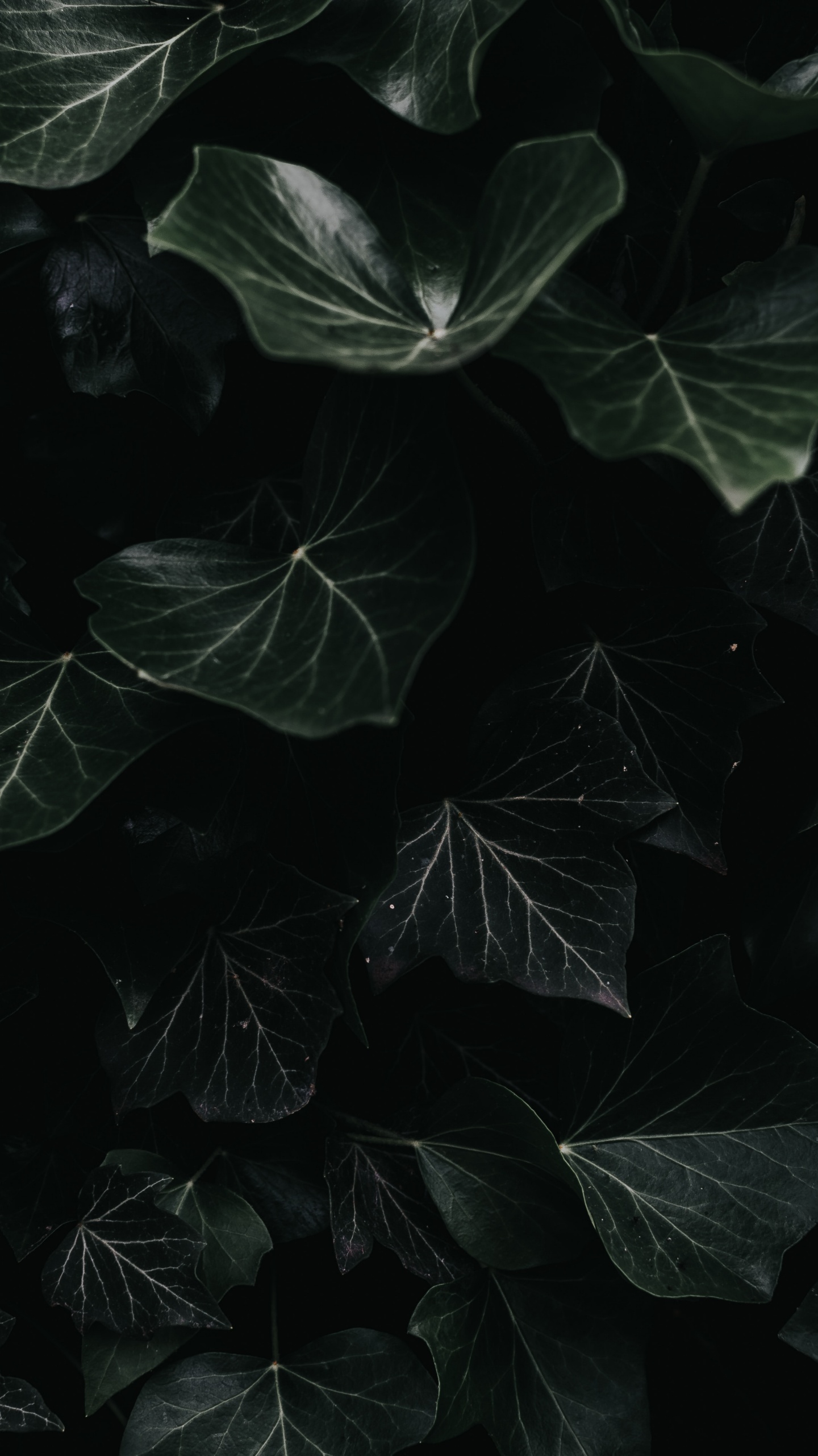 Negro, Agua, Monocromo, Naturaleza, Planta. Wallpaper in 1440x2560 Resolution