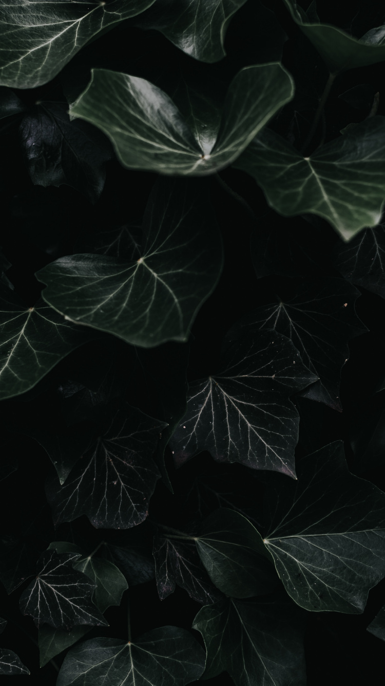 Negro, Agua, Monocromo, Naturaleza, Planta. Wallpaper in 750x1334 Resolution