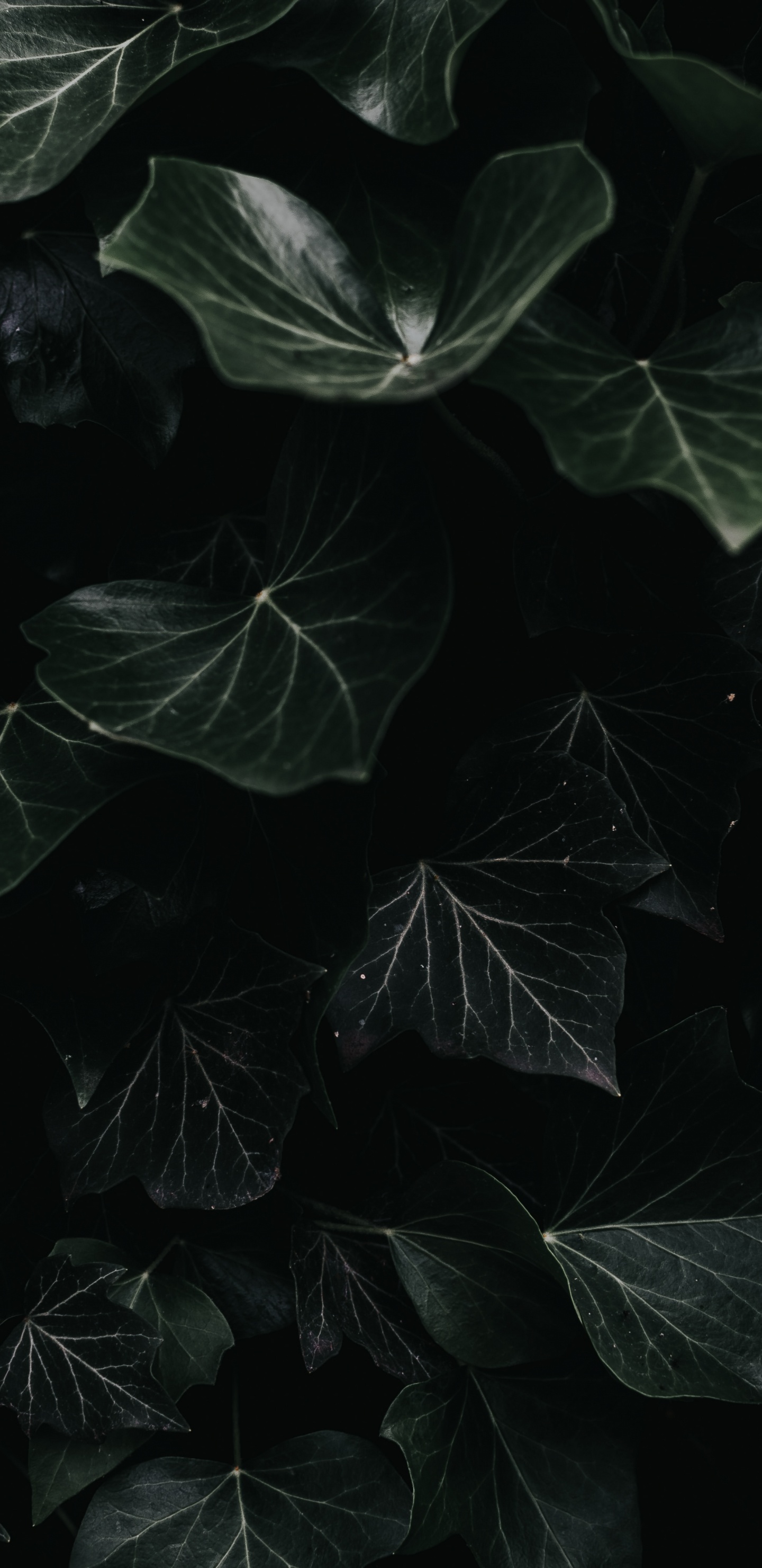 Feuille, Noir, Obscurité, Eau, Monochrome. Wallpaper in 1440x2960 Resolution