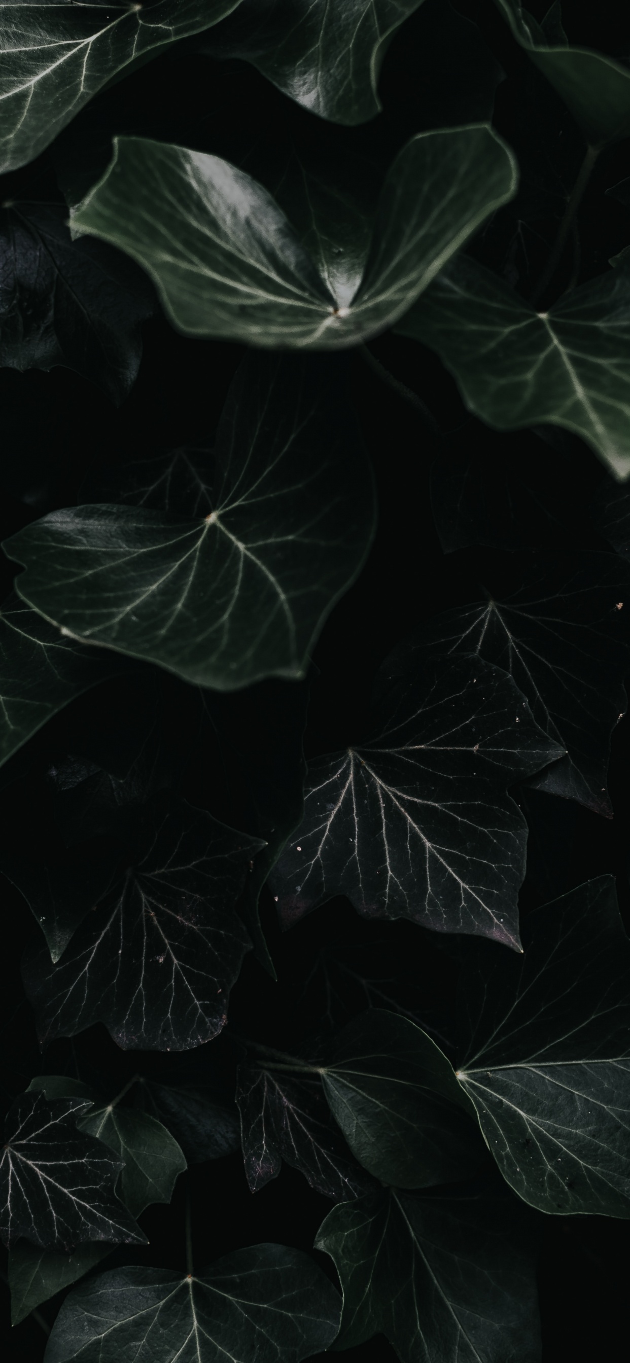 Leaf, Black, Plant, Darkness, Water. Wallpaper in 1242x2688 Resolution