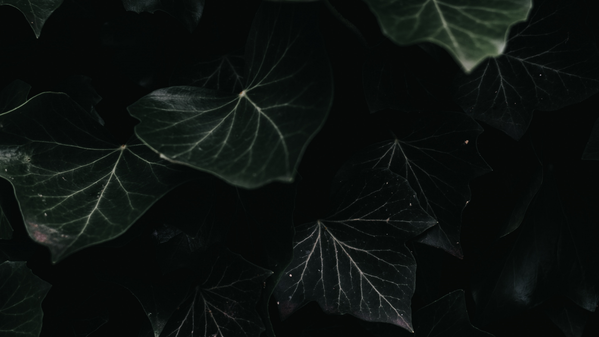 Leaf, Black, Plant, Darkness, Water. Wallpaper in 1920x1080 Resolution