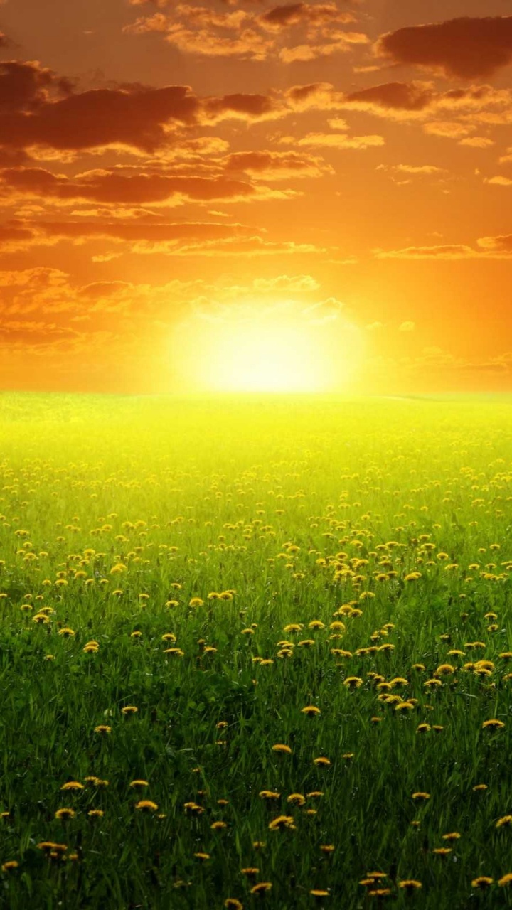 Green Grass Field During Sunset. Wallpaper in 720x1280 Resolution