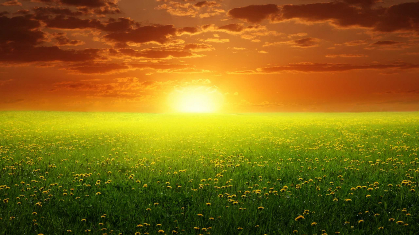 Champ D'herbe Verte Pendant le Coucher du Soleil. Wallpaper in 1366x768 Resolution