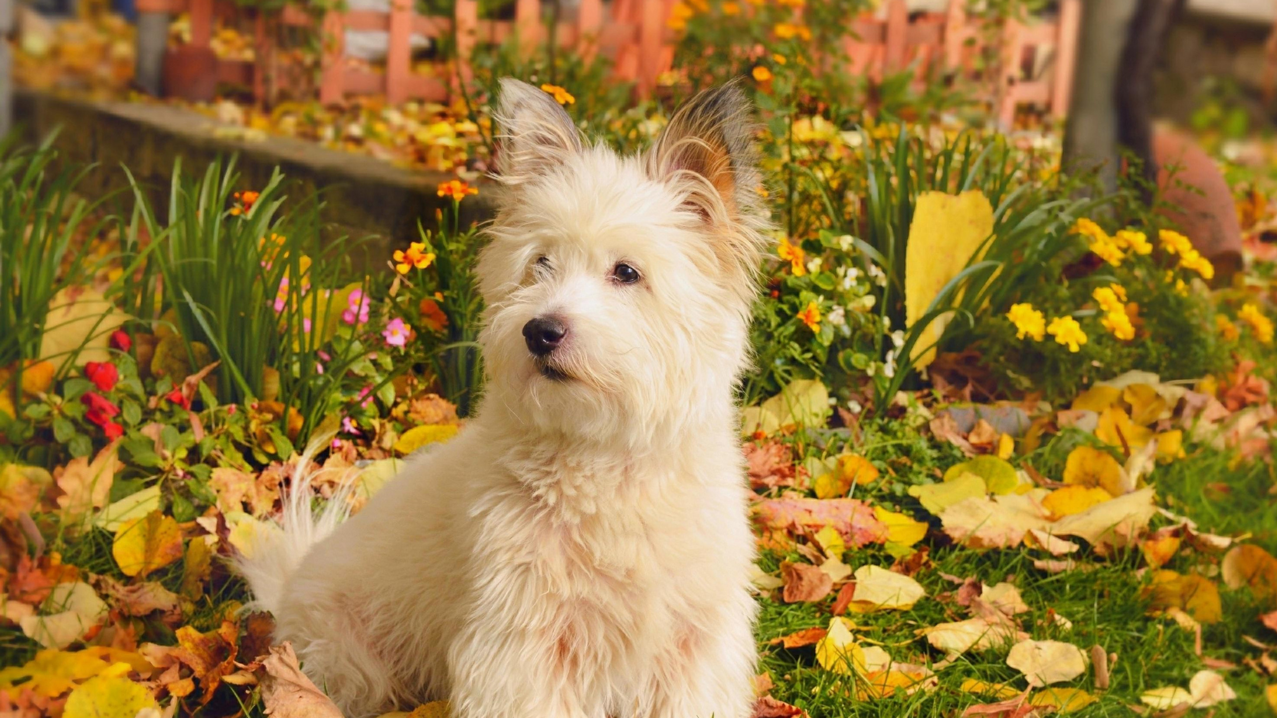 West Highland White Terrier Automne, West Highland White Terrier, Terrier, Race de Chien, Chien. Wallpaper in 2560x1440 Resolution