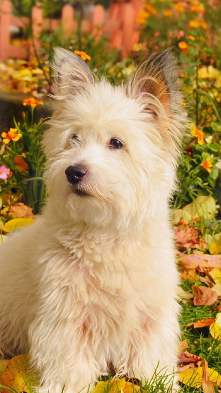 West Highland White Terrier Herbst, West Highland White Terrier, Terrier, Hunderasse, Hund. Wallpaper in 750x1334 Resolution