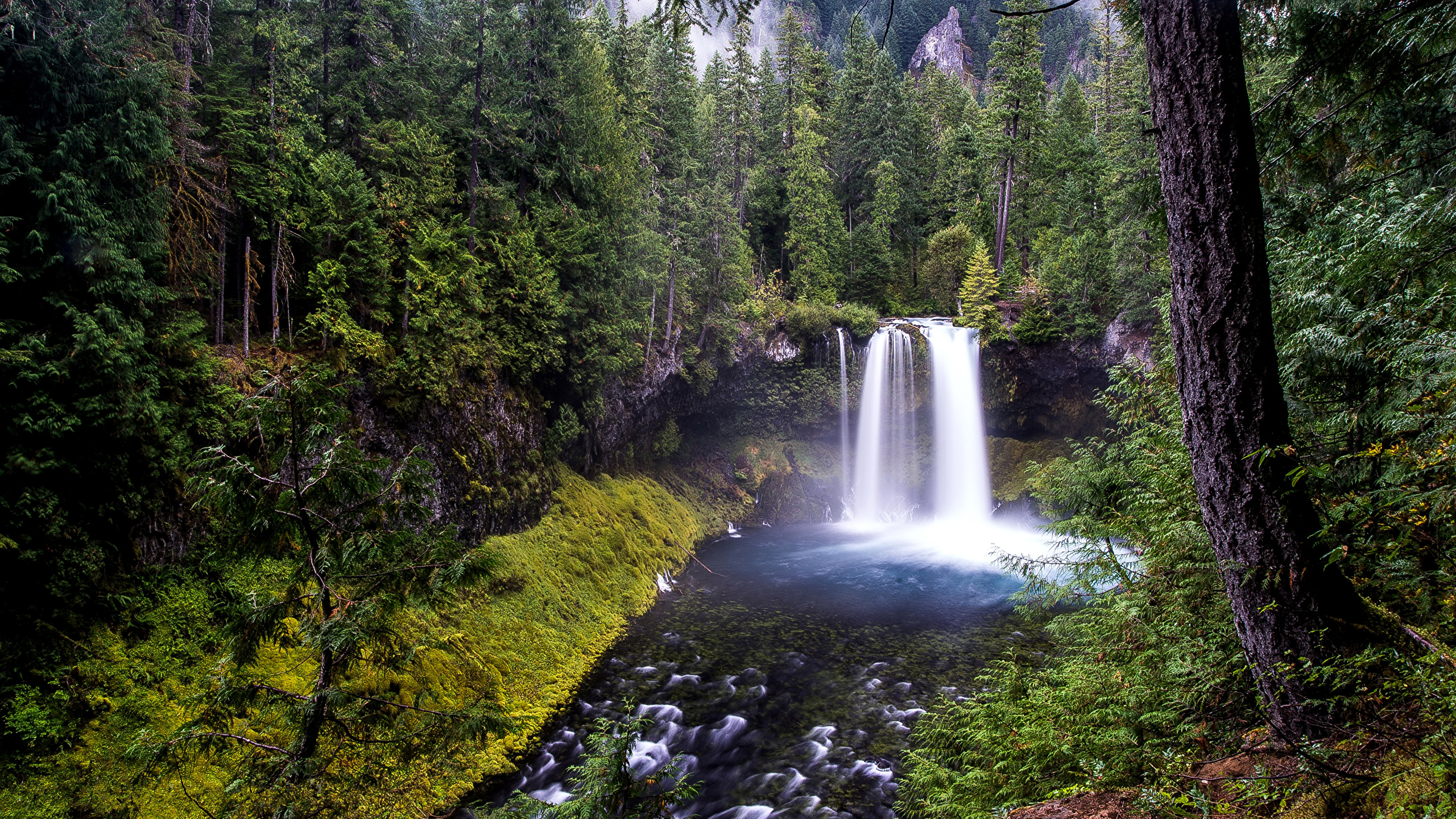 Waterfalls in The Middle of Forest During Daytime. Wallpaper in 2560x1440 Resolution